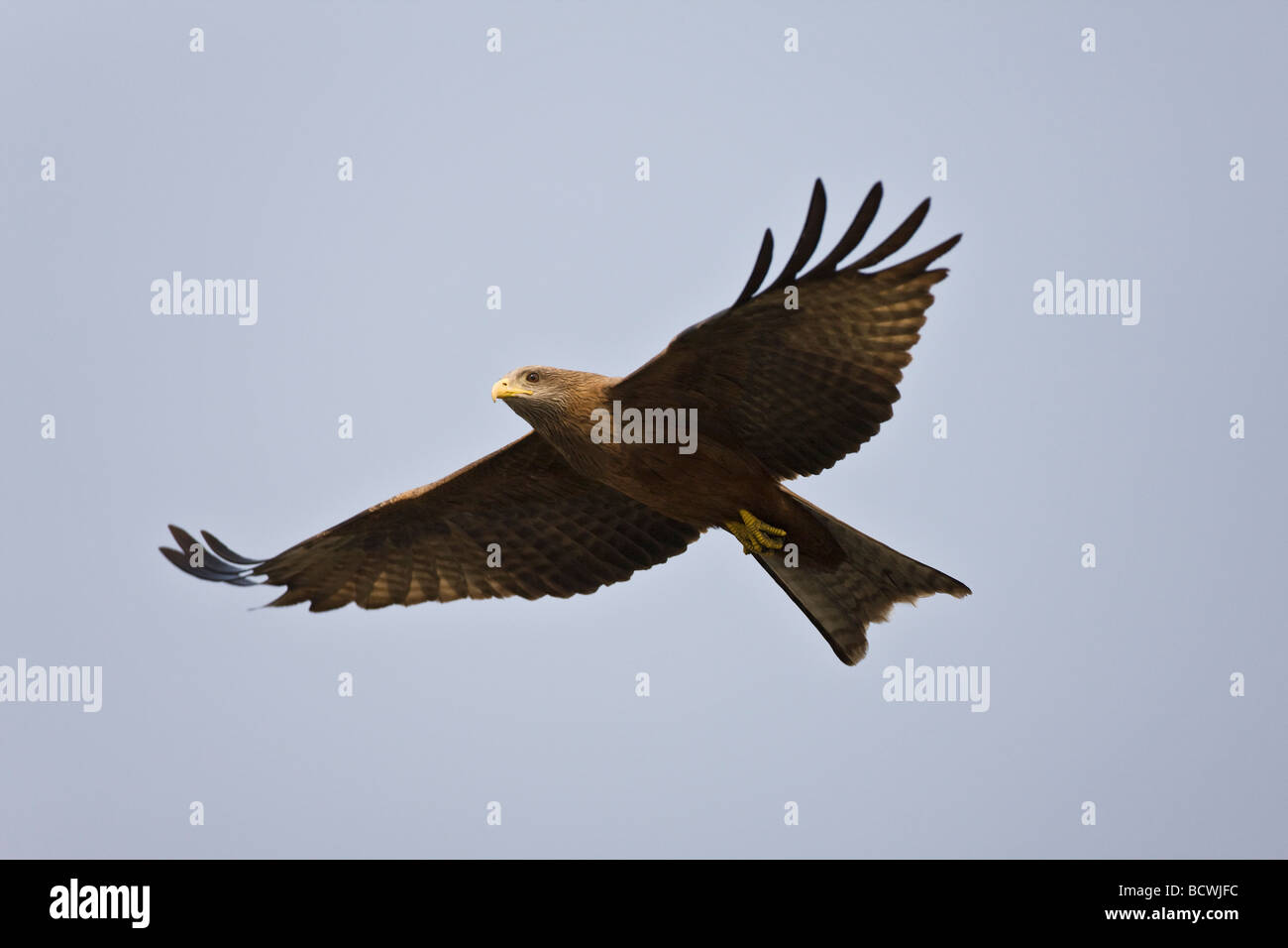 Yellow-billed Kite, Milvus aegyptius, with juvenile fighting and feeding on  a long-tailed (reed) cormorant. Microcarbo africanus, near Volcanic Lake  Stock Photo - Alamy