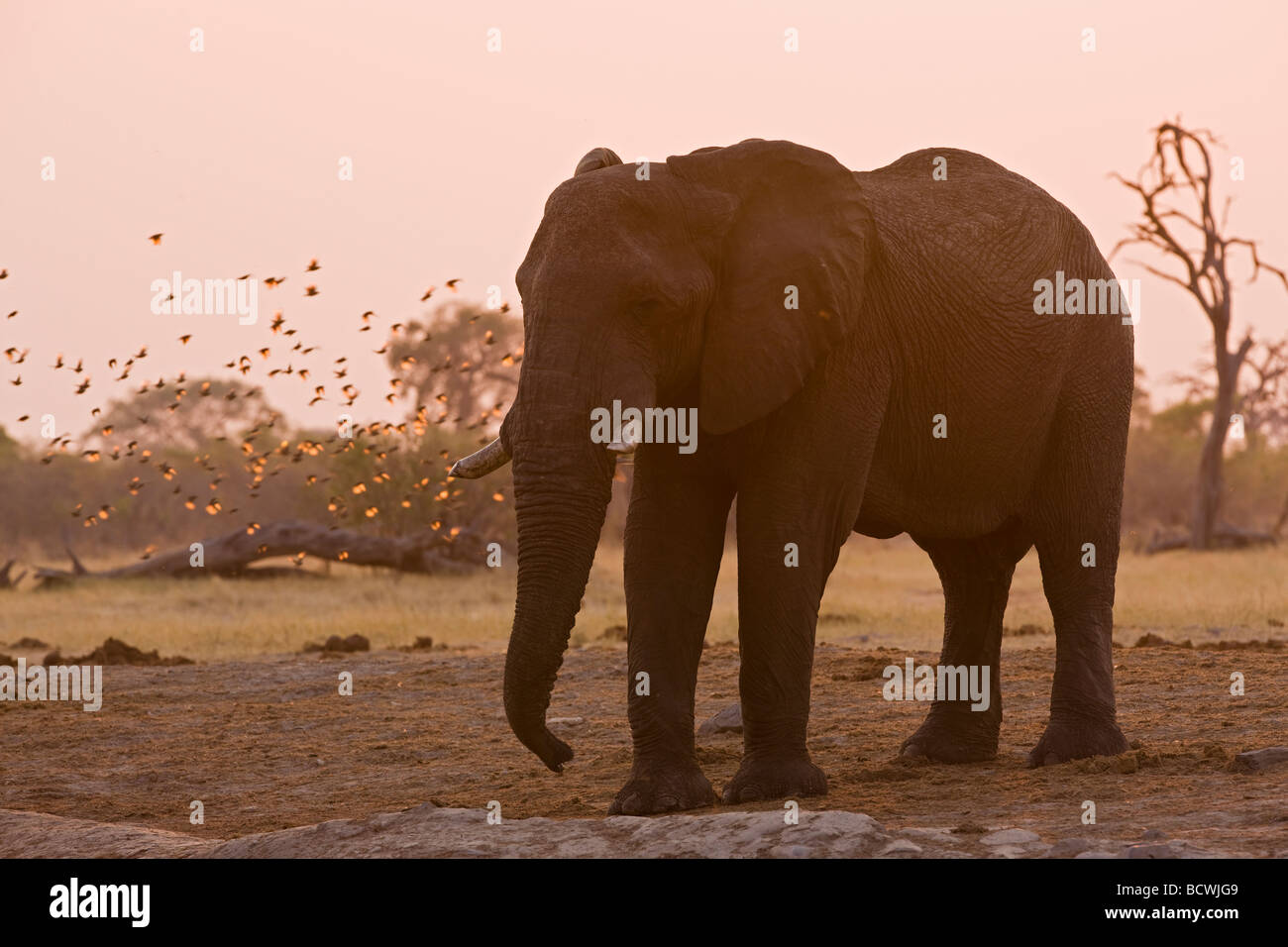 Bush de l'Afrique de l'éléphant (Loxodonta africana), boire de l'eau Savuti trou, Chobe National Park, Botswana, Africa Banque D'Images