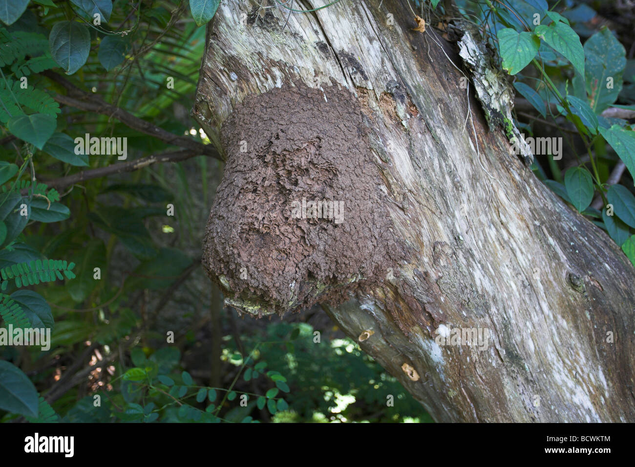 Pulpost spp. Nasutitermes spp. nichent sur l'arbre à Praslin, Seychelles en mai. Banque D'Images