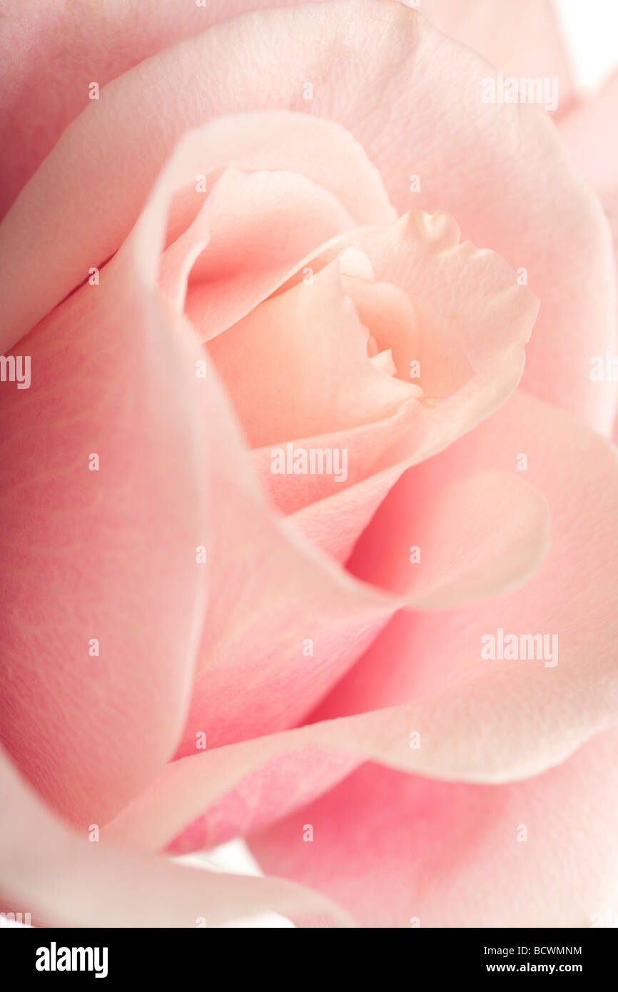Rose rose avec focus sélectif contexte Banque D'Images
