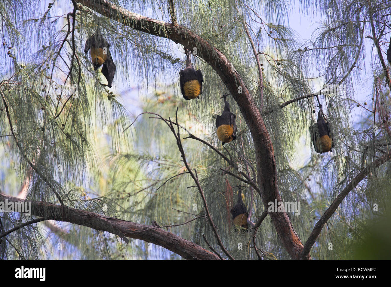 Seychelles Des chauves souris Pteropus seychellensis à roost à couvert des arbres sur La Digue, Seychelles en mai. Banque D'Images