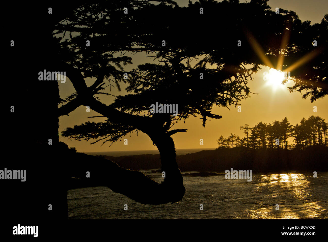 Soleil qui brille à travers épinettes océan robuste arbre gravé vent Hetinkis littoral côte ouest Park sur Sentier Wild Pacific Banque D'Images
