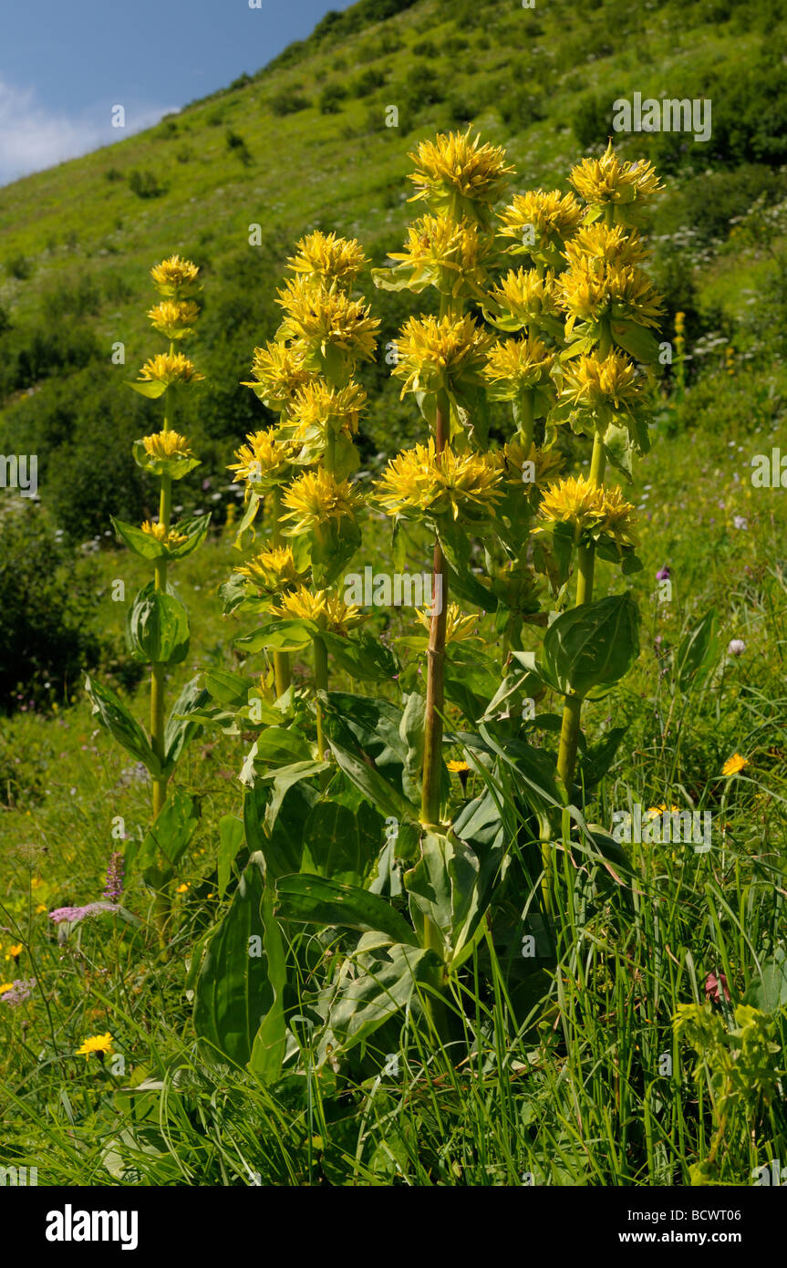 Grande Gentiane jaune (Gentiana lutea), flowering plant Banque D'Images