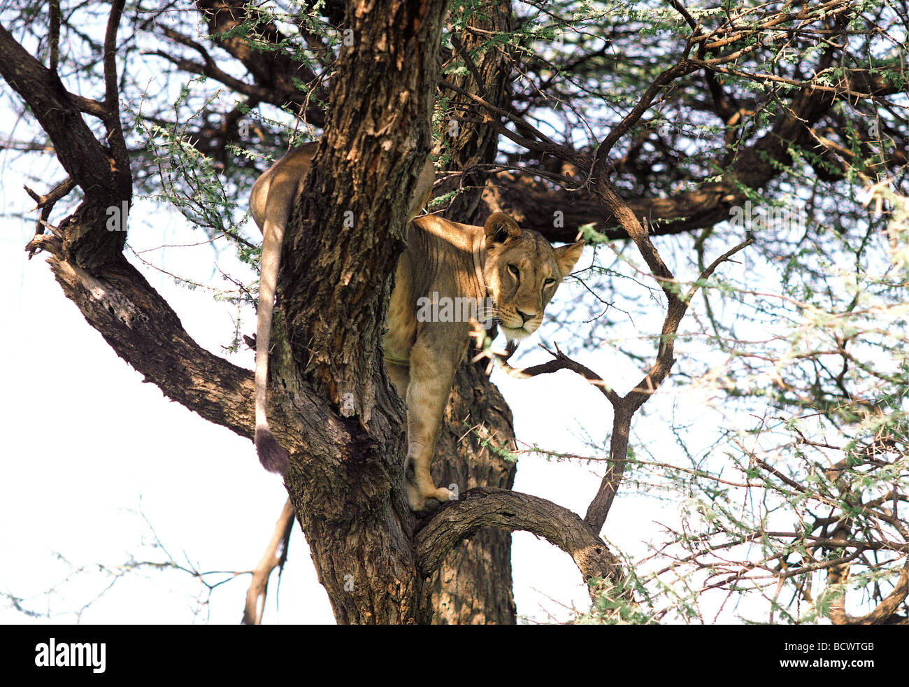 L'accrobranche lionne élevée dans un acacia de la réserve nationale de Samburu, Kenya Afrique de l'Est Banque D'Images
