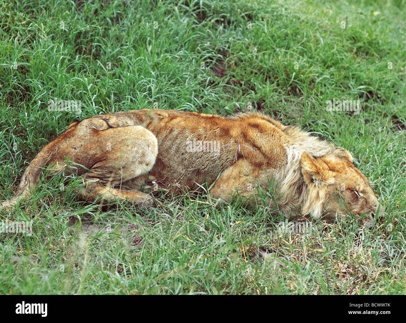 Close up of young male lion en mauvais état par en piquants de porc-épic Le Masai Mara National Reserve Kenya Afrique de l'Est Banque D'Images
