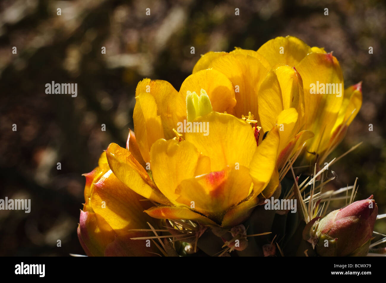 Grappe de fleurs oponce jaune Banque D'Images