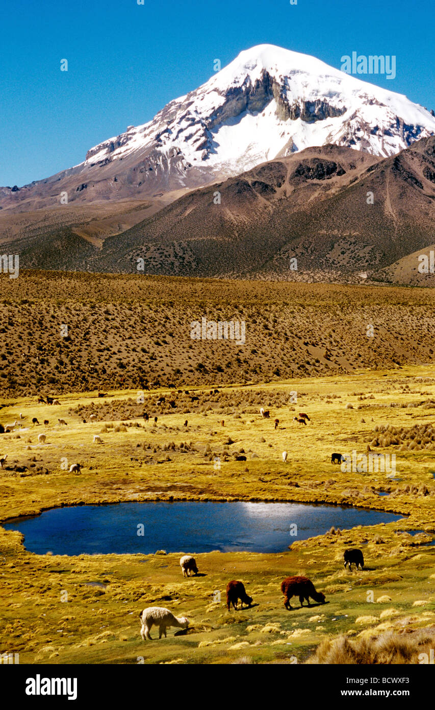 Le pâturage de lama et d'alpaga avec le volcan Sajama en arrière-plan. Le parc national de Sajama, Bolivie, Amérique du Sud Banque D'Images