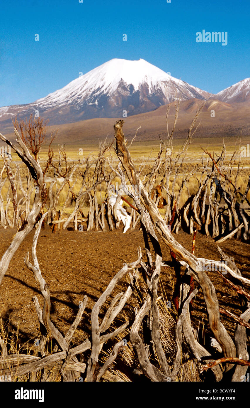 Enclos de moutons avec Nevados de Payachata : Pomerape y Parinacota. Le parc national de Sajama, Bolivie, Amérique du Sud Banque D'Images