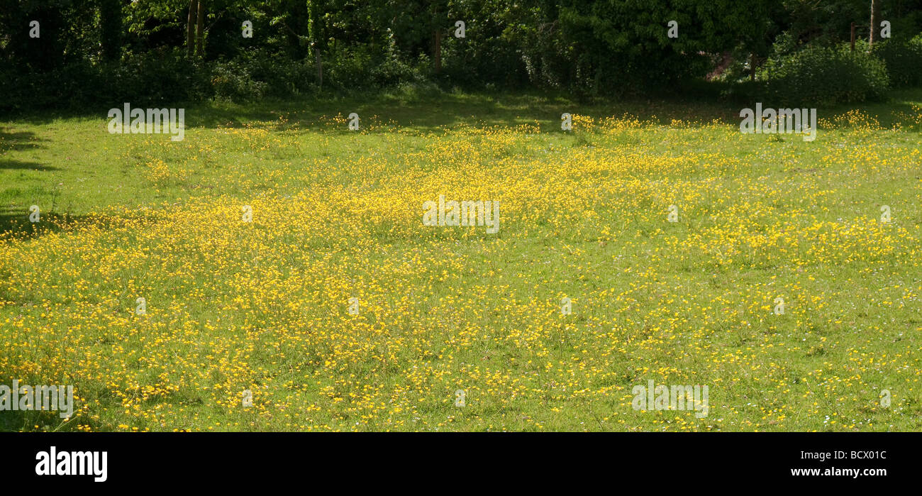 Ranunculus acris printemps renoncule des prés de fleurs dans une prairie ensoleillée Banque D'Images