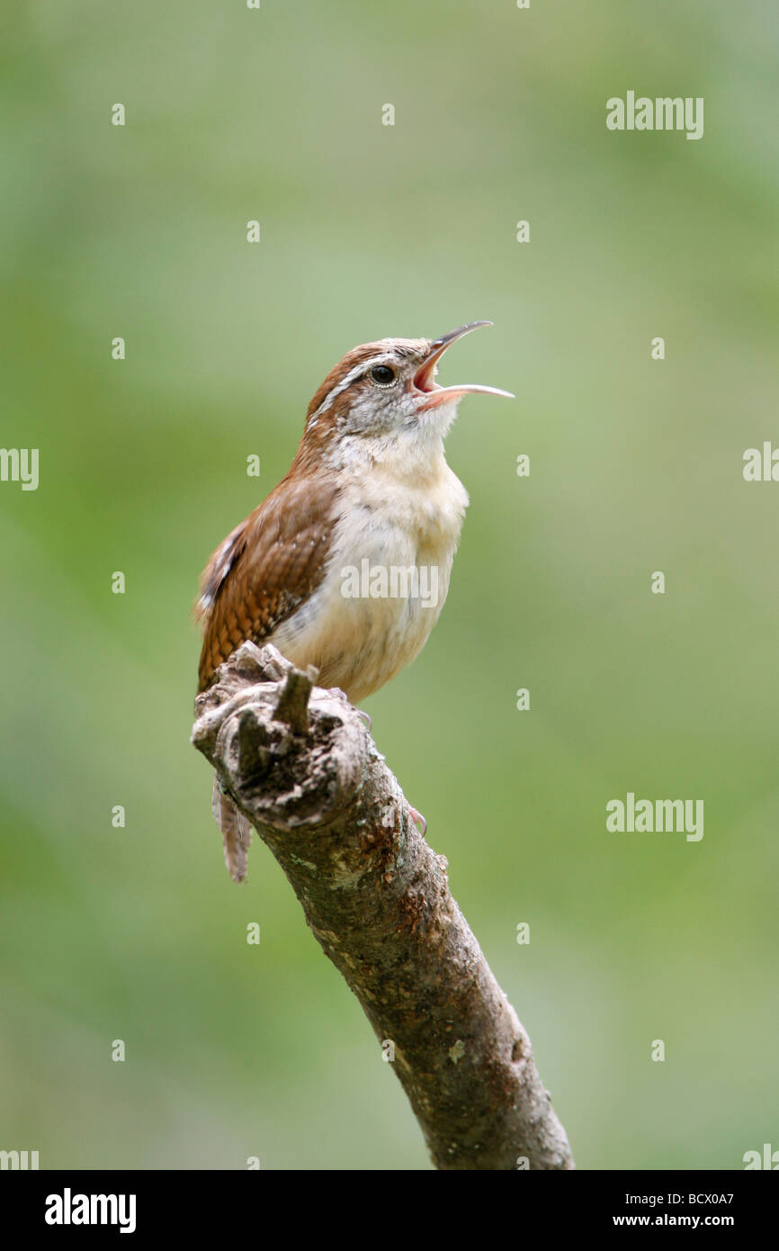 Chantant Troglodyte de Caroline - verticale Banque D'Images