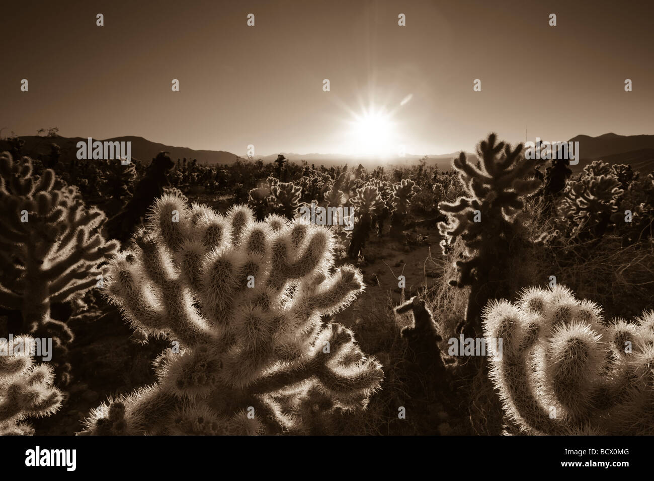 USA Californie Le parc national Joshua Tree Cholla Cactus Garden Opuntia bigelovii Banque D'Images