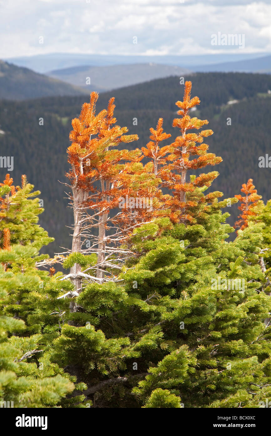 Rocky Mountain National Park Colorado rouge et un retard de pins verts à la ligne des arbres sur le sentier Ridge Banque D'Images