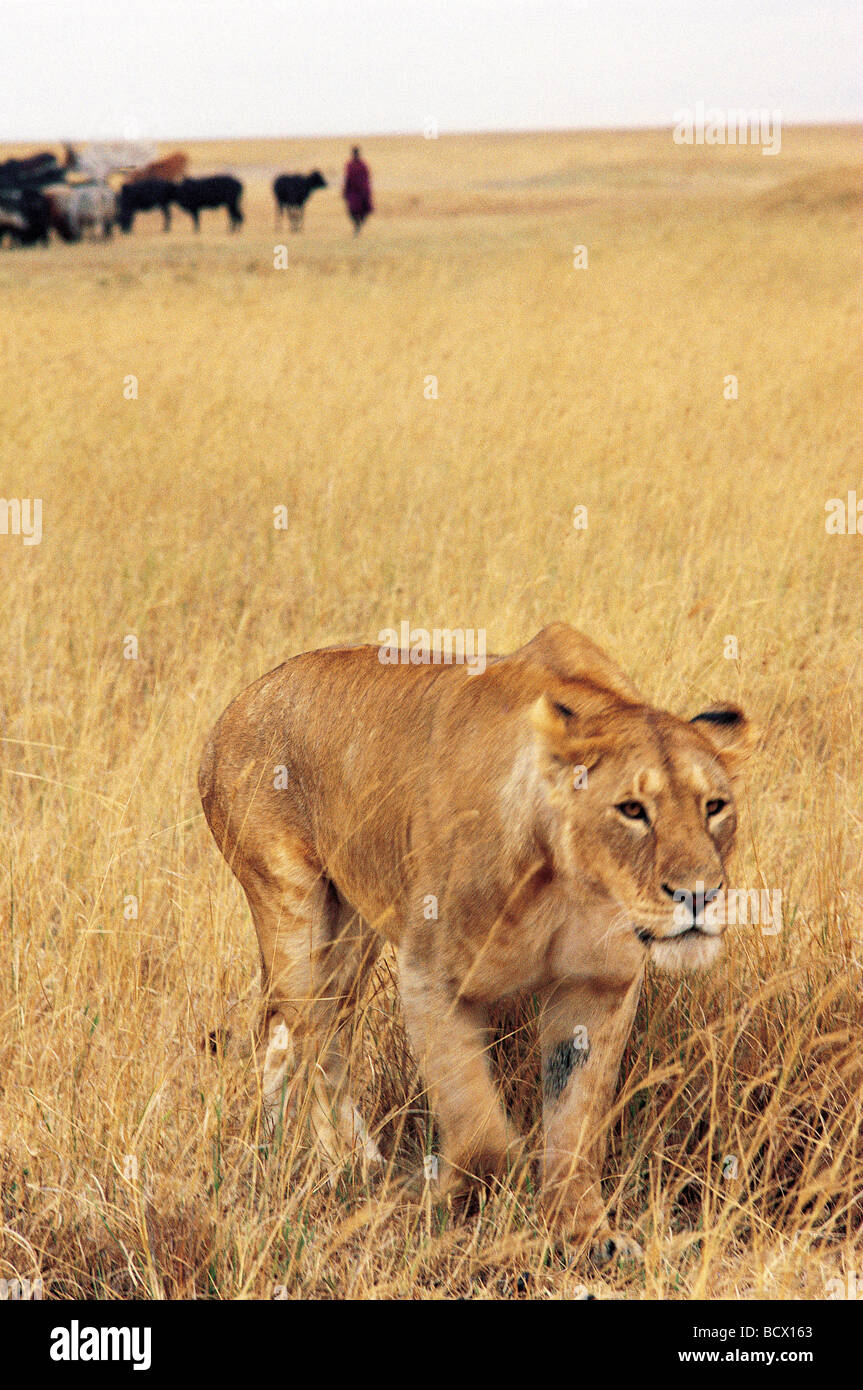 Lionne dans la longue herbe slinks loin de troupeau de bovins après Masai homme Massaï spotting Ngorongoro Crater Tanzanie Afrique de l'Est Banque D'Images Lionne dans la longue herbe slinks loin de troupeau de bovins après Masai homme Massaï spotting Ngorongoro Crater Tanzanie Afrique de l'Est Banque D'Images