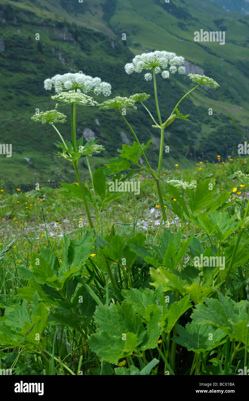 Masterwort, Peucedanum ostruthium Hogfennel (plante à fleurs), Banque D'Images