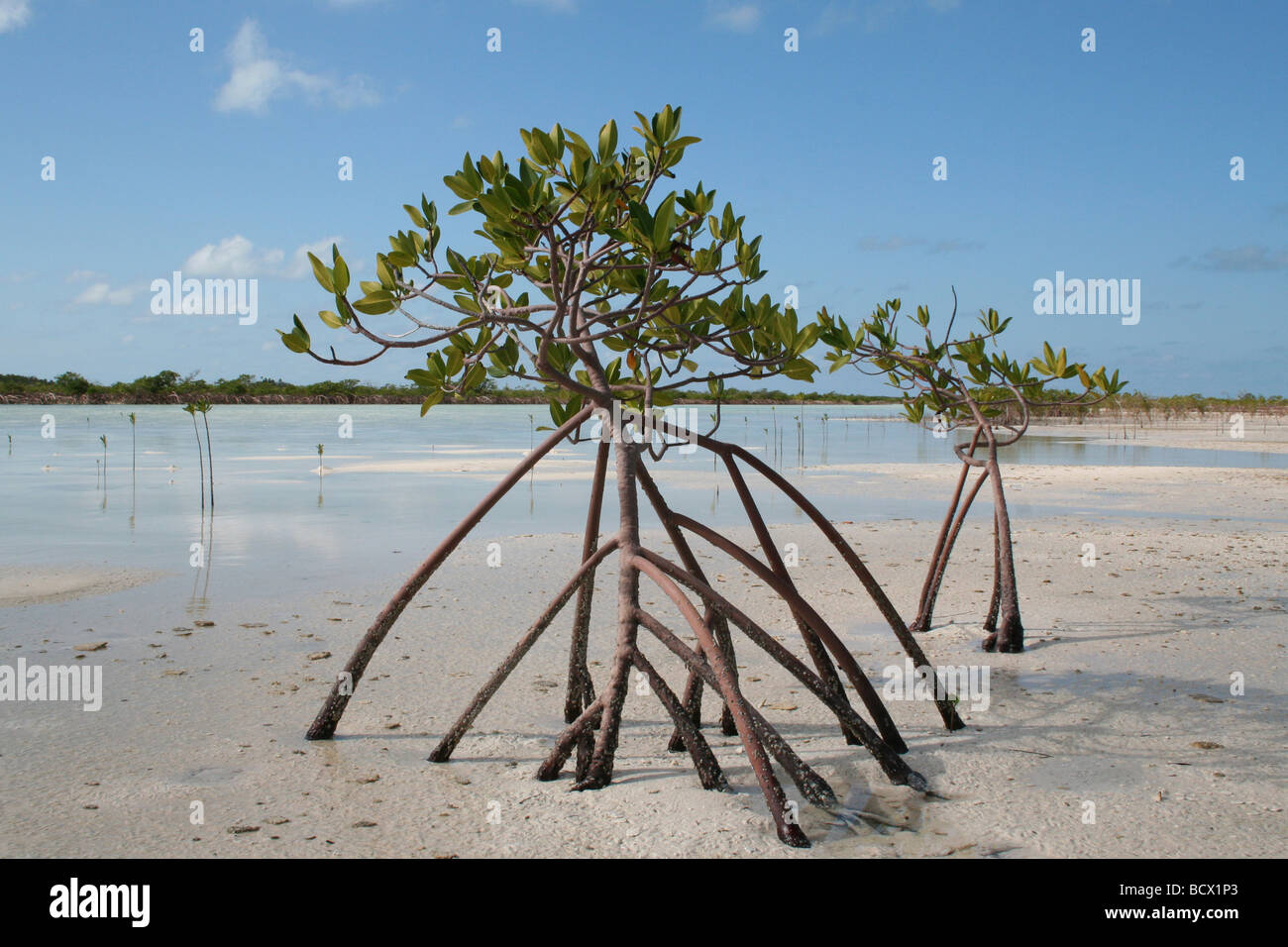 Mangrove rouge (Rhizophora mangle) croissant à marée basse dans le lagon d'eau salée aux Bahamas Banque D'Images