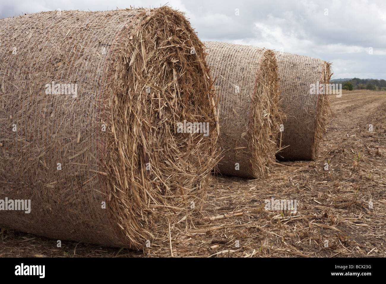 Bottes de foin fabriqués à partir de canne à sucre. Banque D'Images