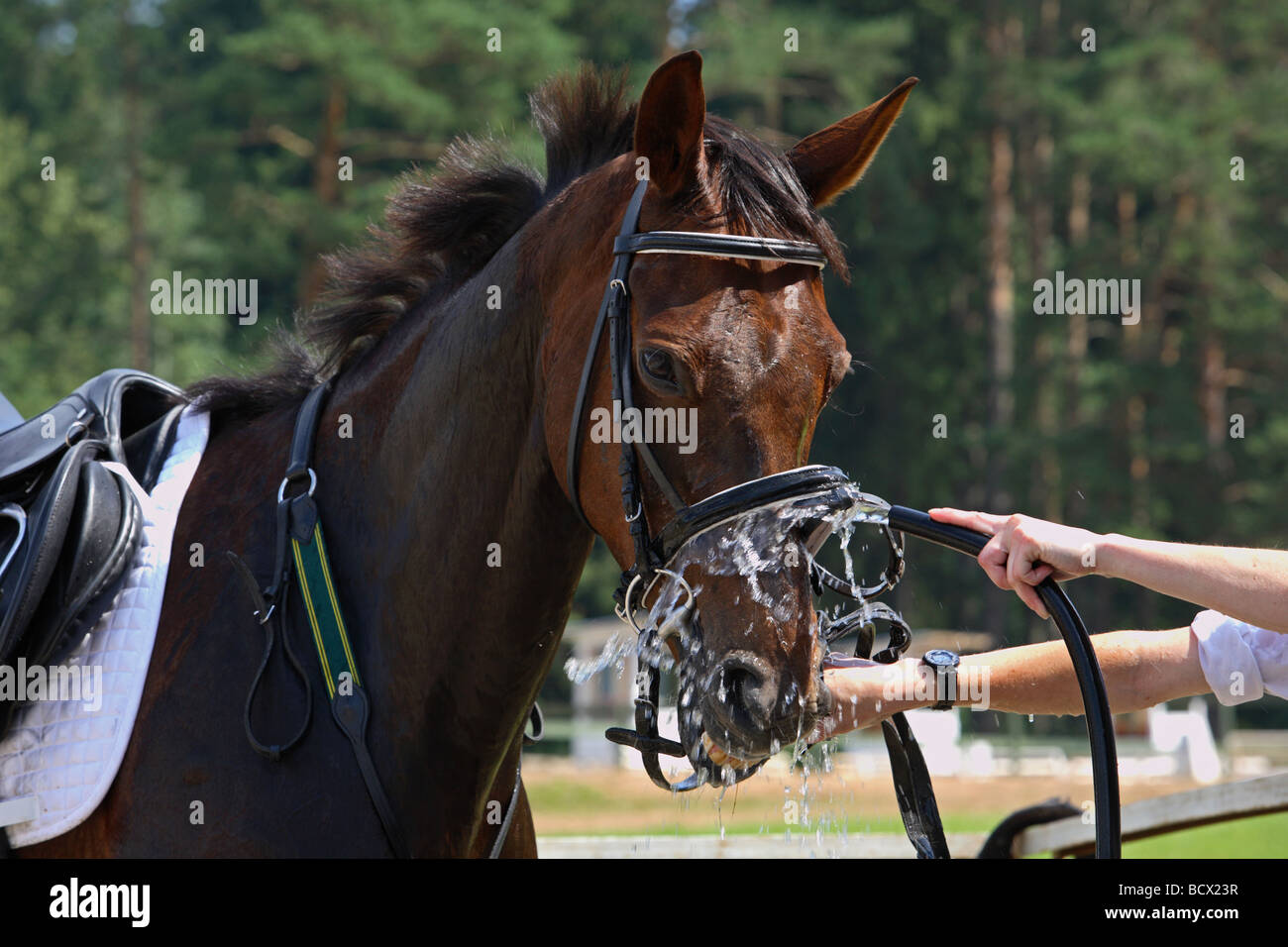Groom cheval lavage Banque D'Images