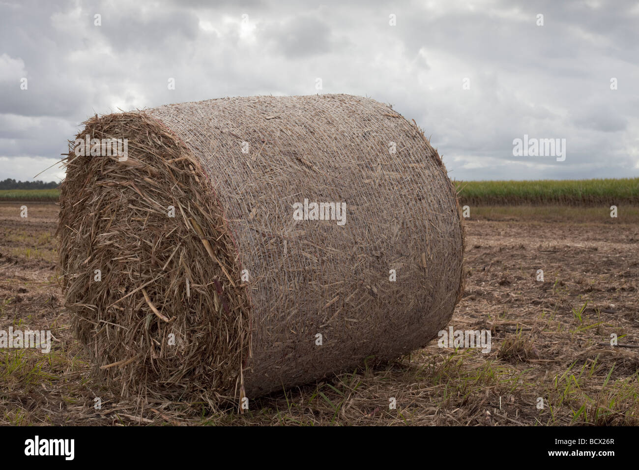 Hay bale unique faite à partir de la canne à sucre. Banque D'Images