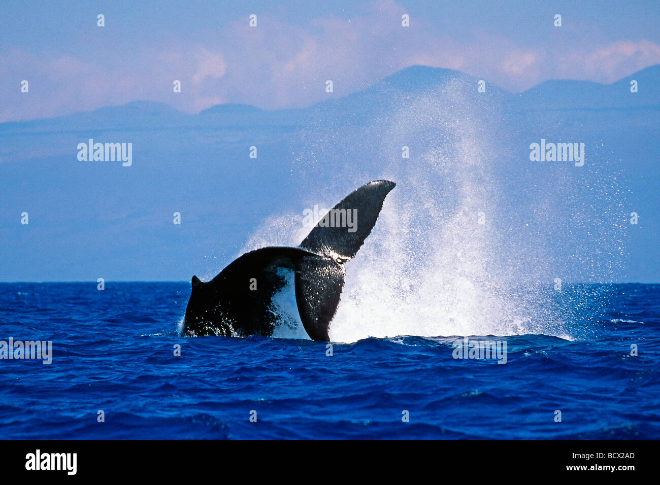 Baleine à bosse Megaptera novaeangliae, Hawaii, USA, l'Océan Pacifique Banque D'Images