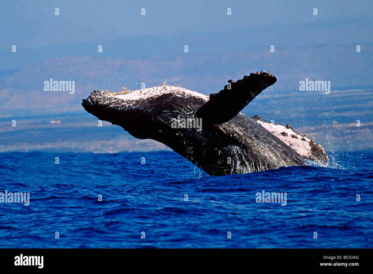Baleine à bosse Megaptera novaeangliae, Hawaii, USA, l'Océan Pacifique Banque D'Images