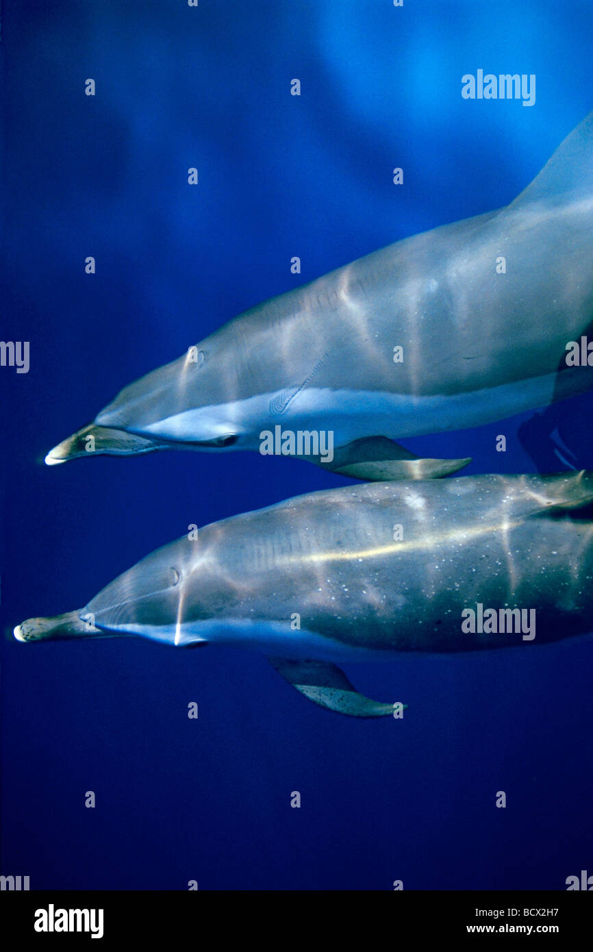 Long-snouted dauphins Stenella longirostris, California USA,Kona Big Island, l'Océan Pacifique Banque D'Images