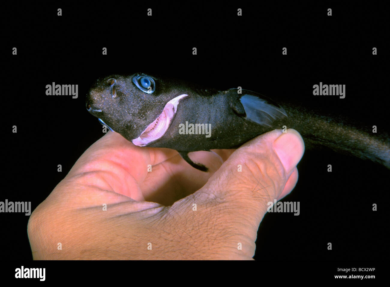 Requin Pygmee Femme La Plus Petite Des Especes De Requins De Haute Mer Specimen Euprotomicrus Bispinatus Hawaii Usa Kona Big Island P Photo Stock Alamy