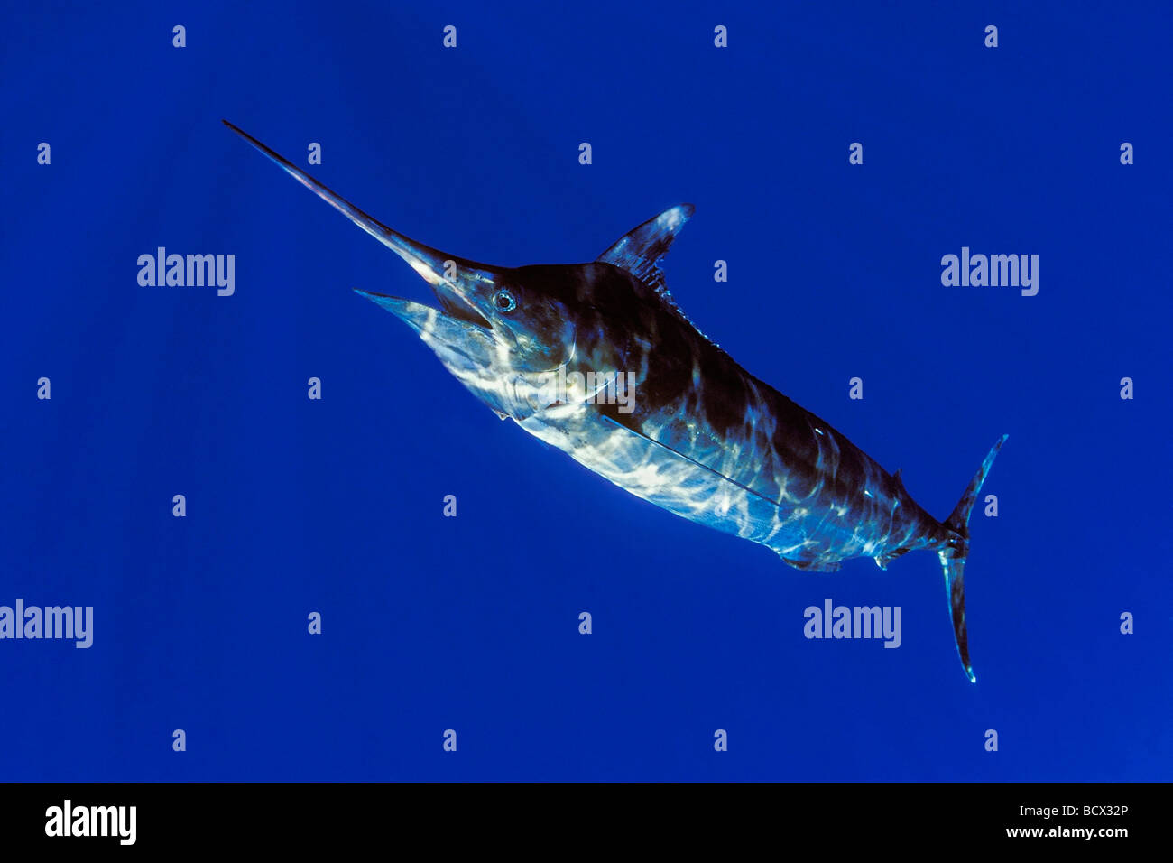 Le makaire bleu, Makaira nigricans, Hawaii, USA, Kona, Big Island, l'Océan Pacifique Banque D'Images
