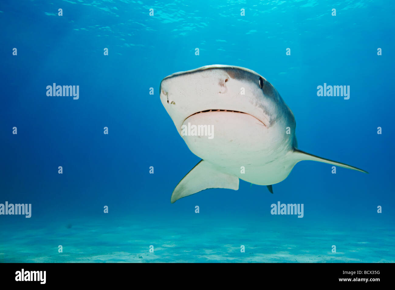 Requin tigre Galeocerdo cuvier Océan Atlantique aux Bahamas Banque D'Images