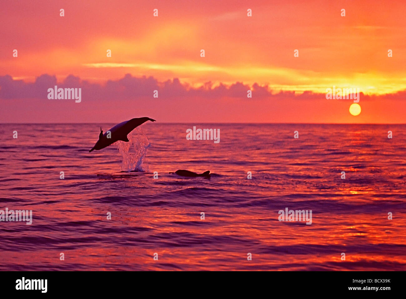 Long snouted Dauphins au coucher du soleil Stenella longirostris Kona Coast Big Island Hawaii USA Océan Pacifique Banque D'Images