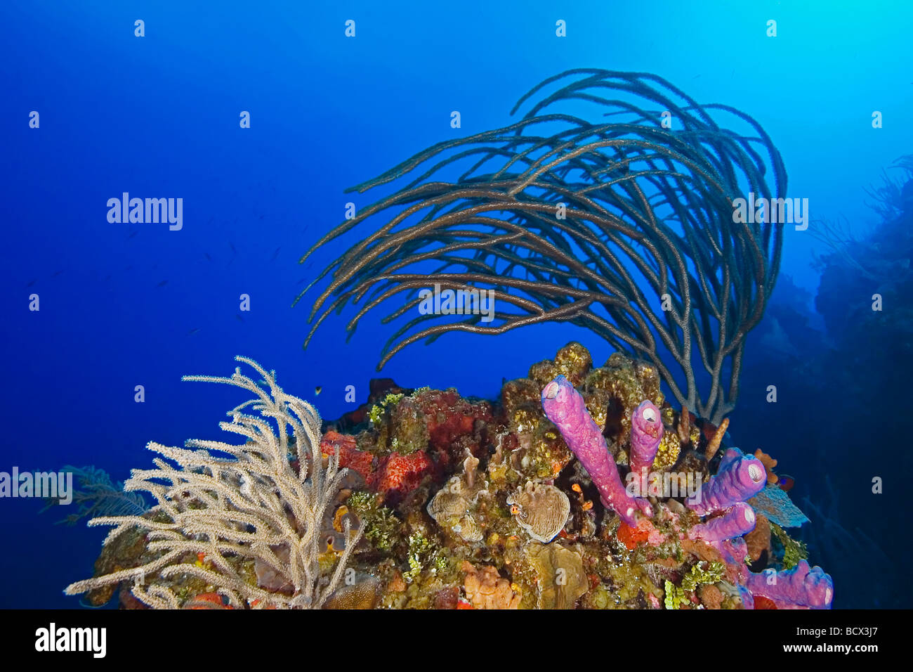 La mer et les tiges poreux tuyau de poêle Pseudoplexaura Aplysina archeri éponges sp West End Grand Bahamas Mer des Caraïbes Bahamas Banque D'Images