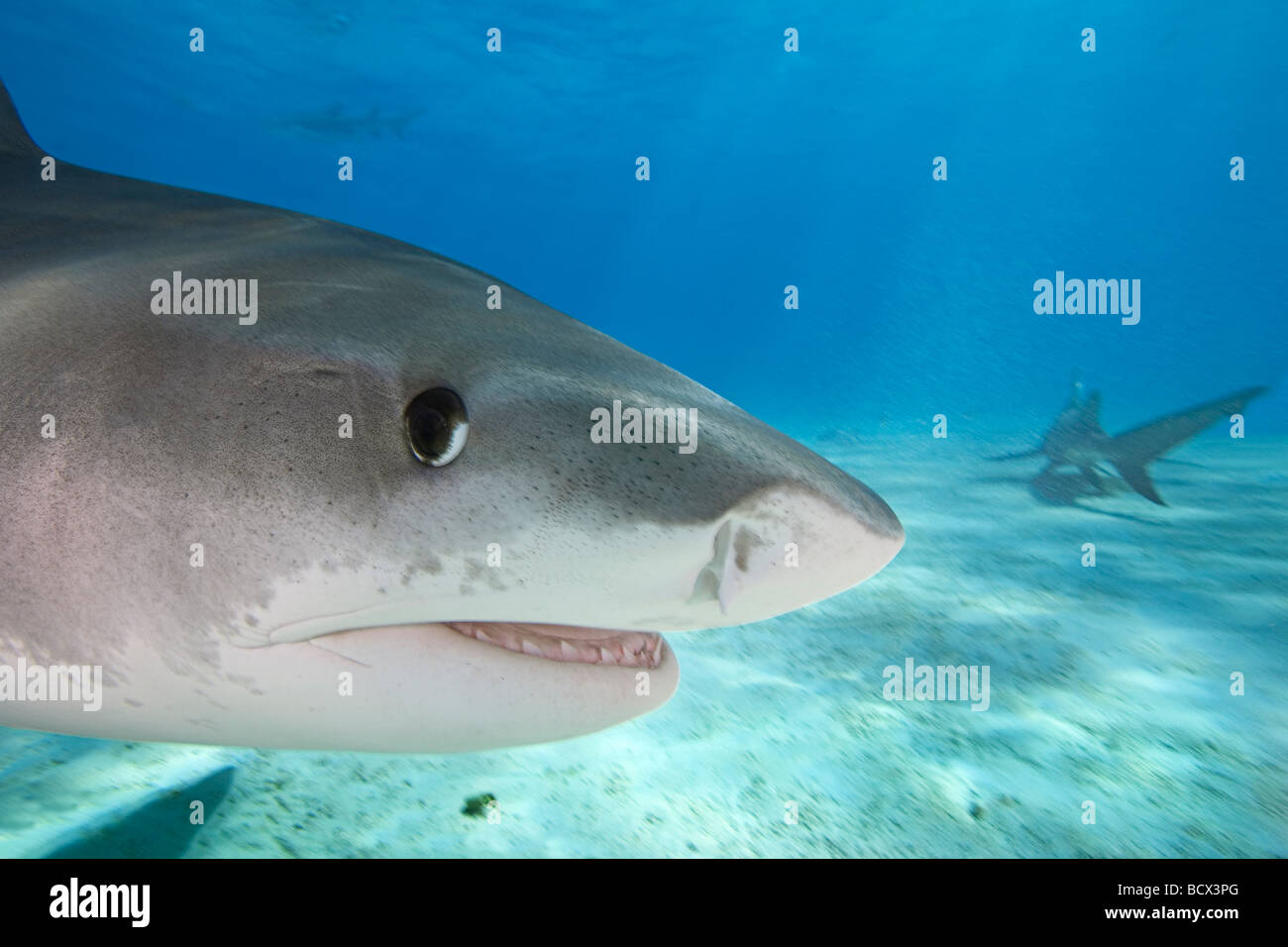 Requin tigre Galeocerdo cuvier West End Grand Bahamas Mer des Caraïbes Bahamas Banque D'Images