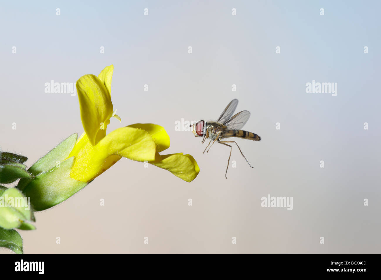 Hover fly sur Monkey flower Mimulus guttatus Banque D'Images