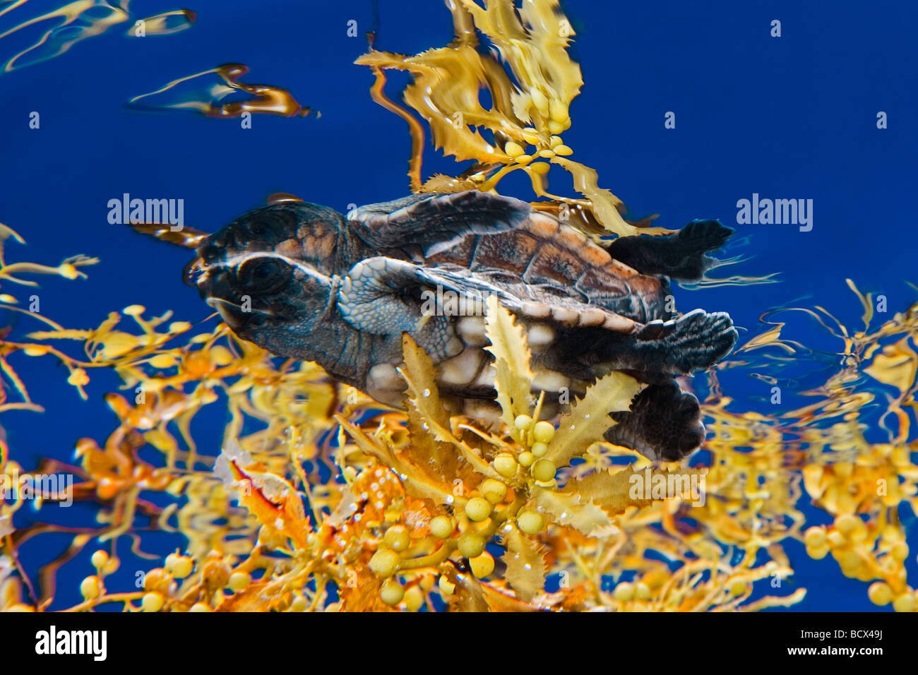 Les petites tortues tortue caouane Caretta caretta Sargassum Centre Juno Beach Florida USA Océan Atlantique Banque D'Images