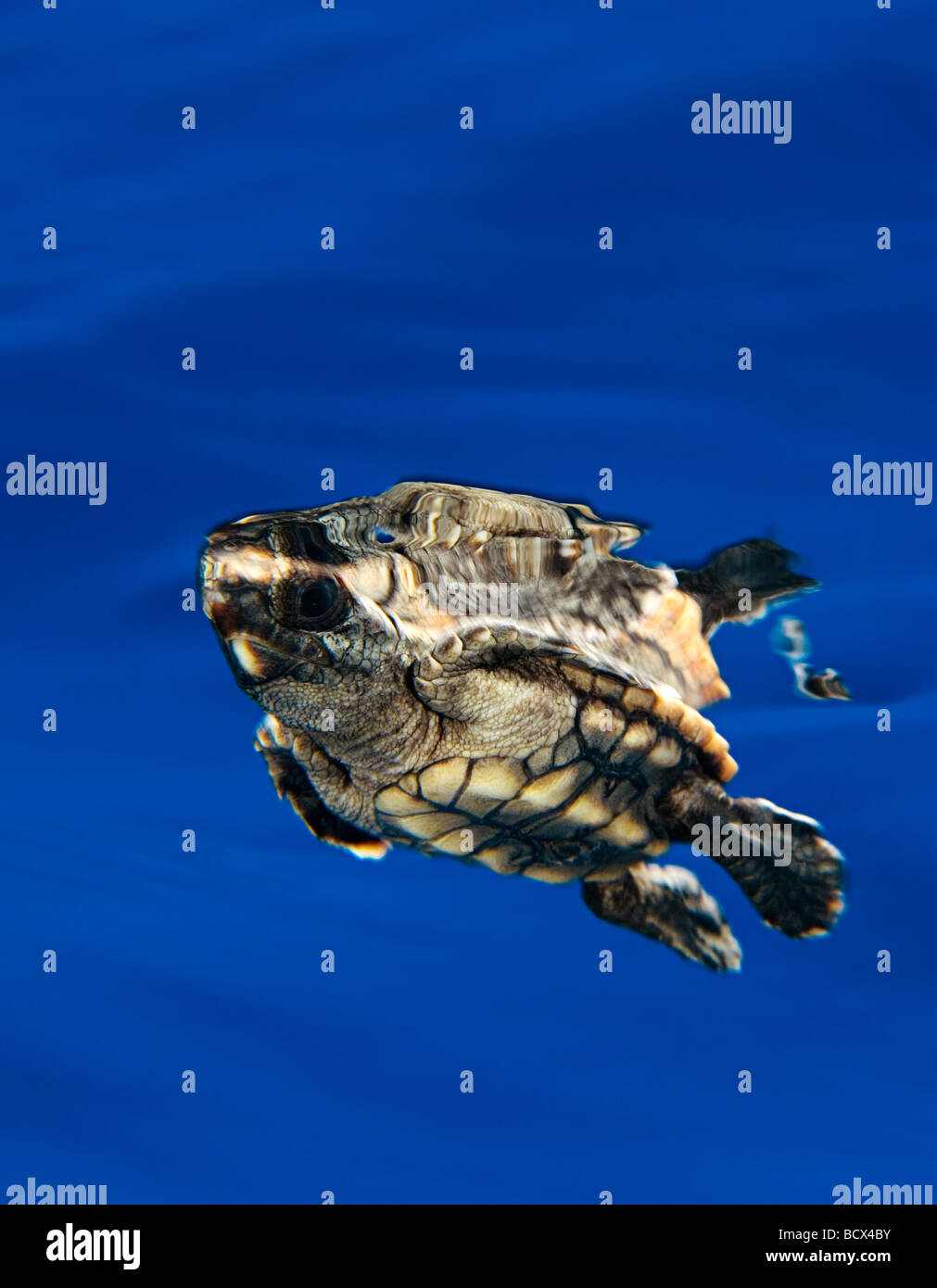 Les petites tortues tortue caouane Caretta caretta Sargassum Centre Juno Beach Florida USA Océan Atlantique Banque D'Images