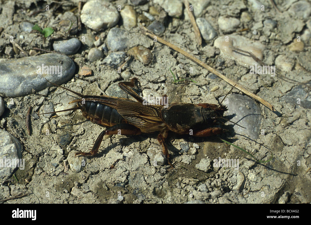 Mole cricket gryllotalpa gryllotalpa Banque de photographies et d ...
