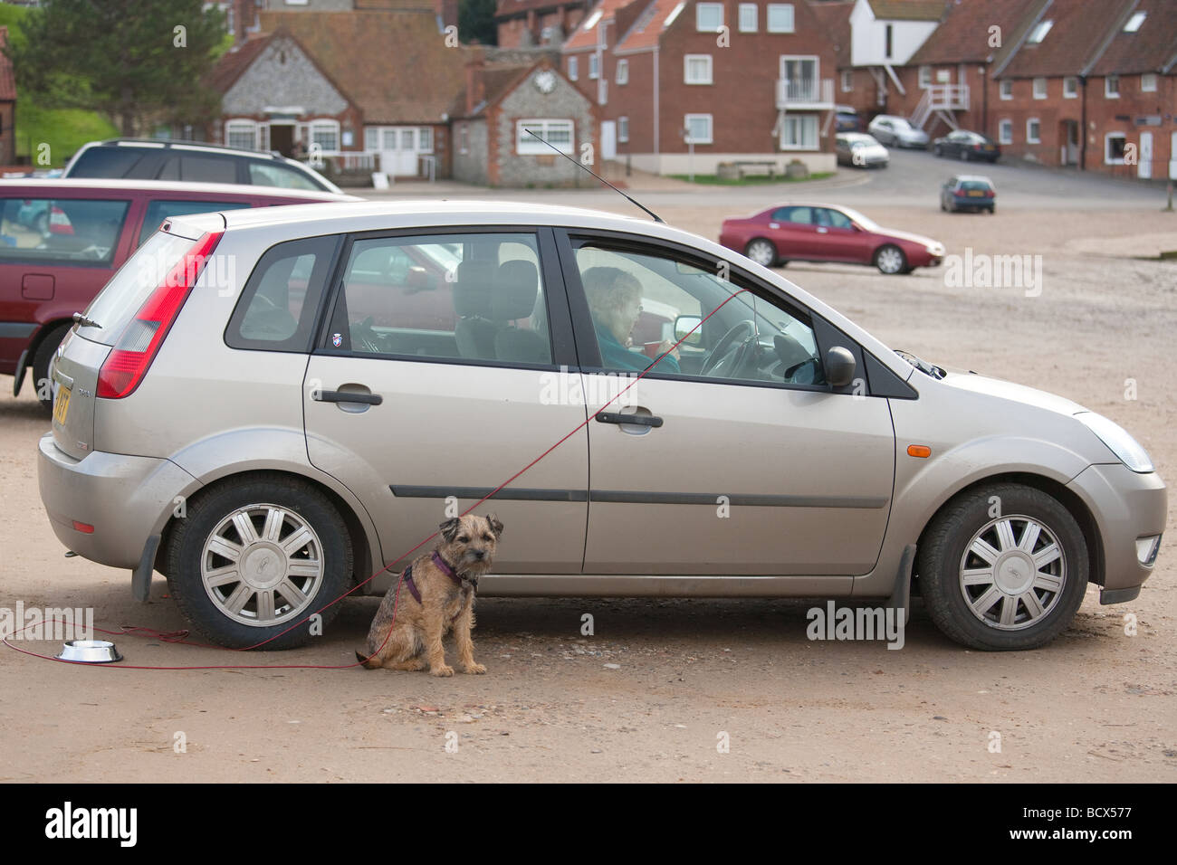 Les propriétaires exclus de terrier de Norfolk à l'heure du déjeuner de voiture Banque D'Images