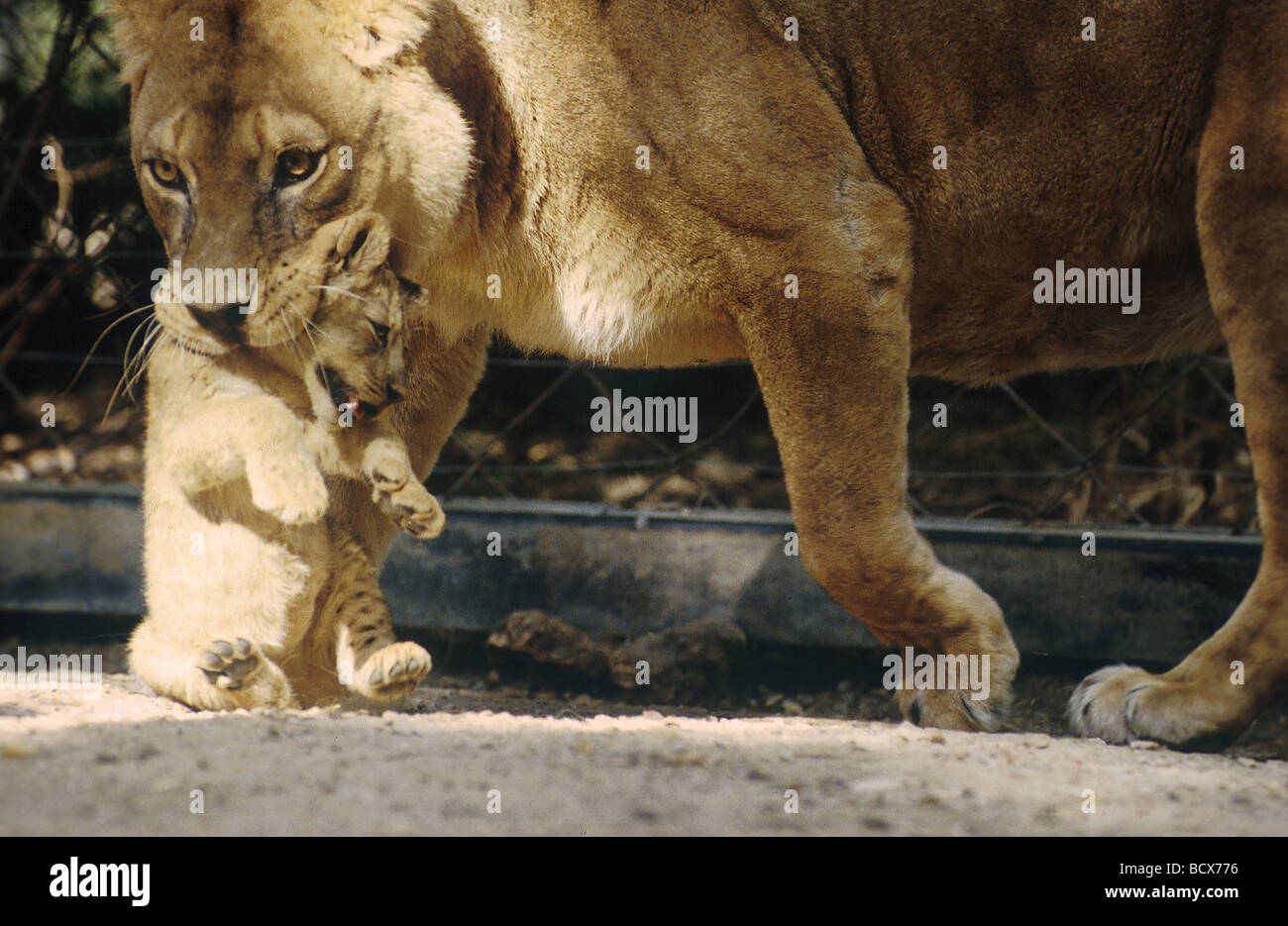 Panthera leo lion / Banque D'Images