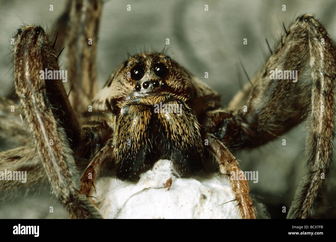 Lycosa tarantula européenne / Narbonnaise Banque D'Images