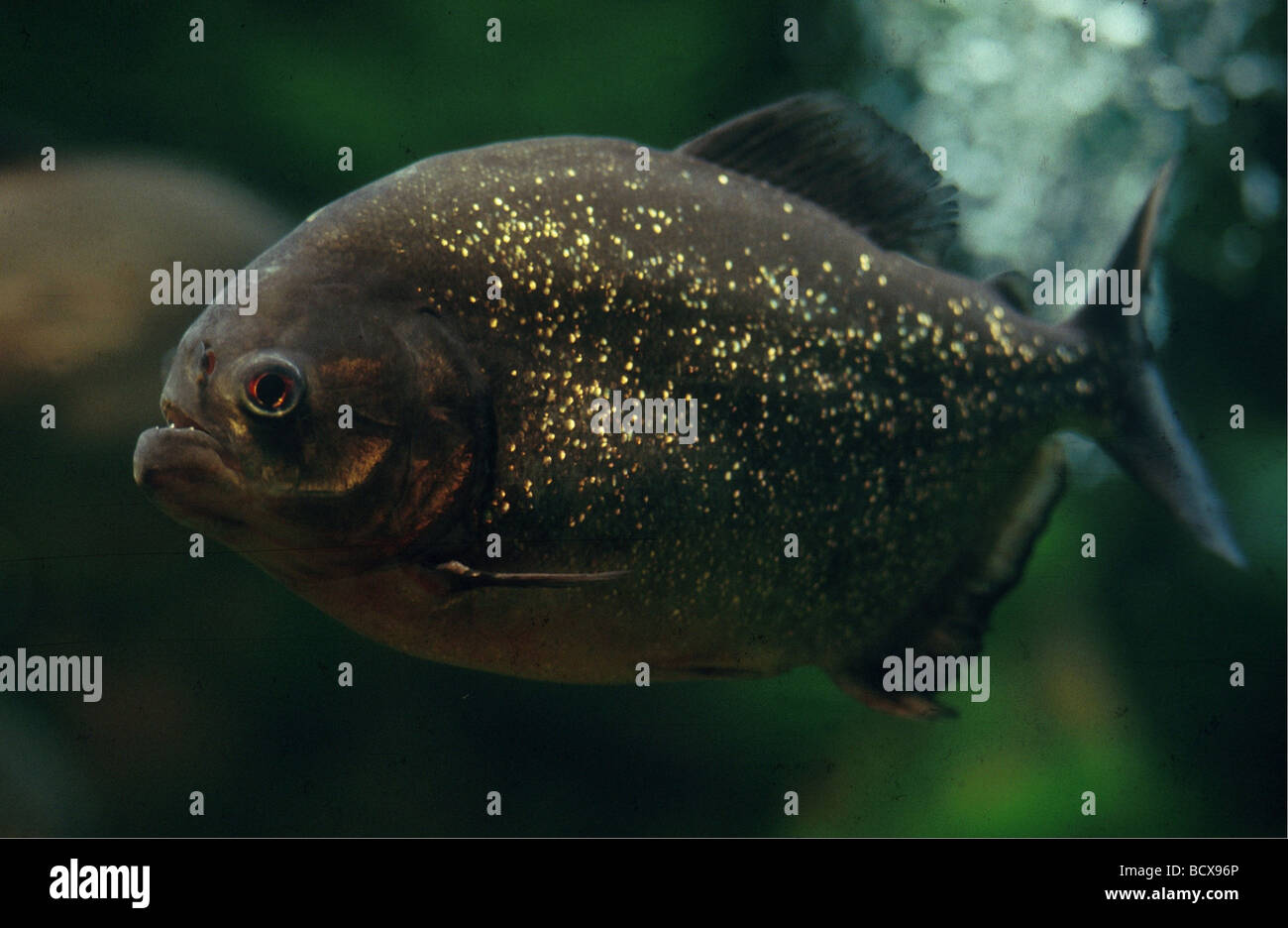 Serrasalmus nattereri / rouge / piranha piranha du Natterer Banque D'Images