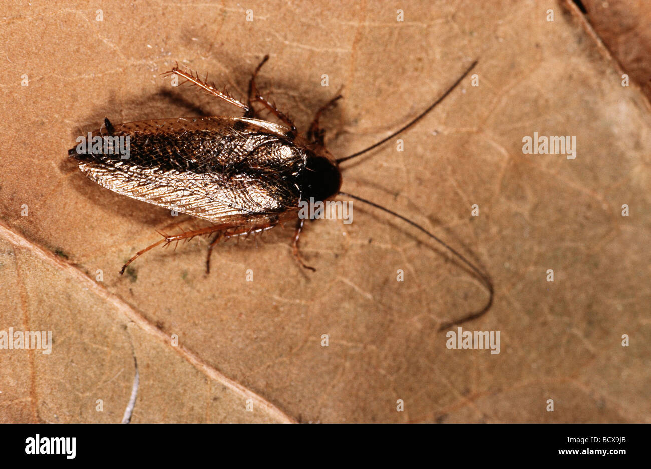Blatte sombre (Ectobius lapponicus) sur une feuille morte Banque D'Images