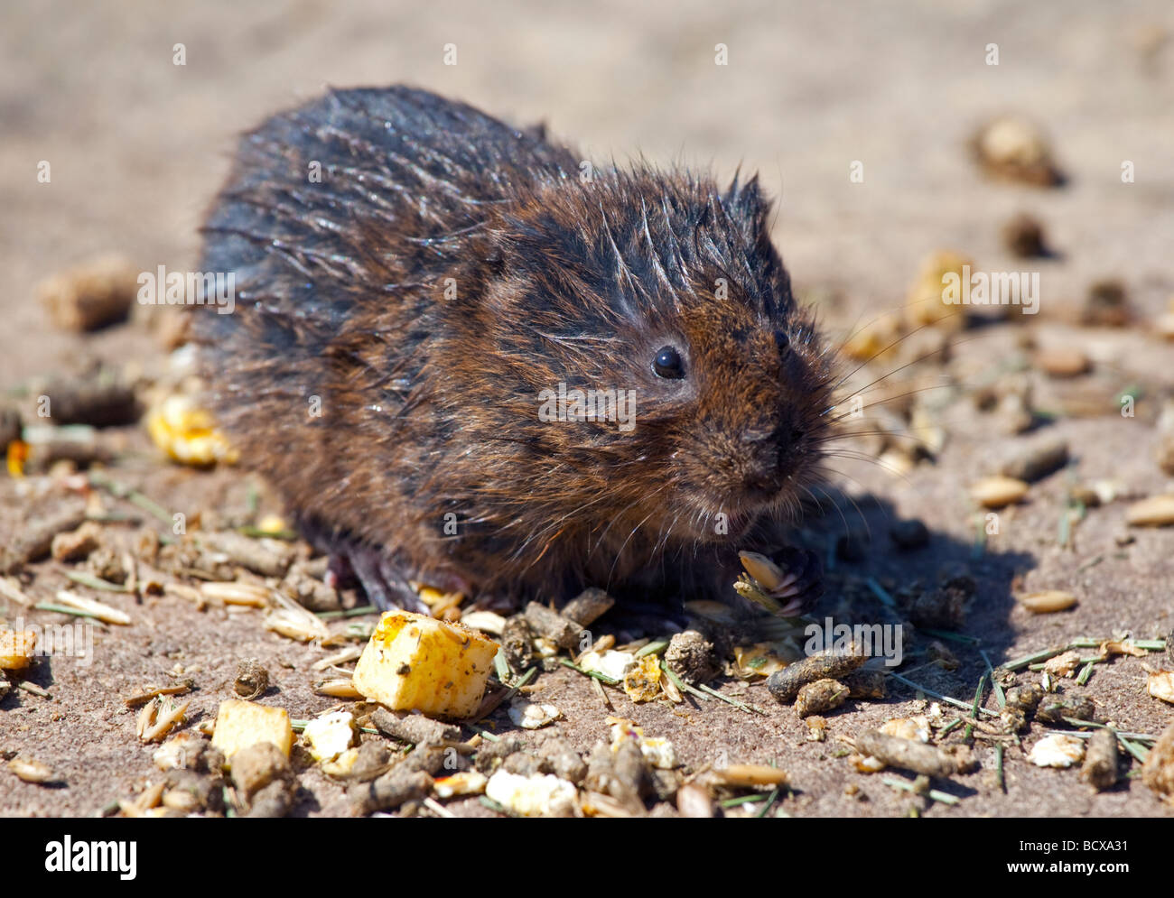 Le Campagnol de l'eau européenne (arvicola amphibius) Banque D'Images