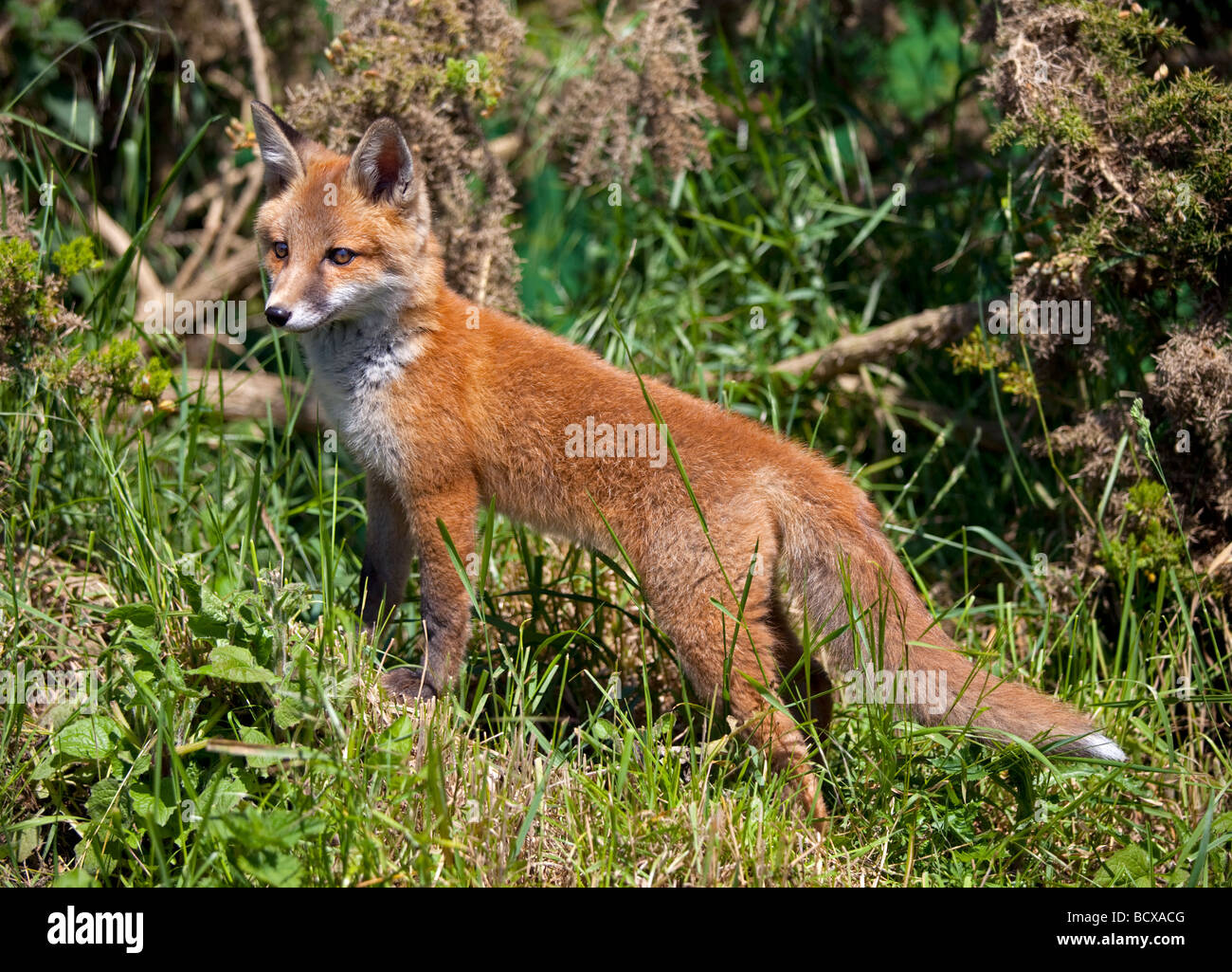 La Red Fox (Vulpes vulpes) Banque D'Images