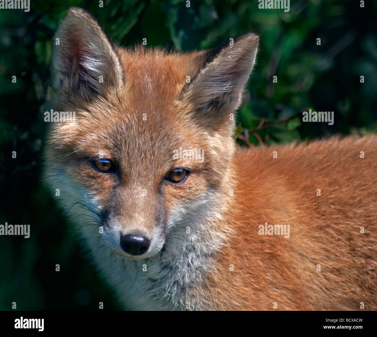 La Red Fox (Vulpes vulpes) Banque D'Images