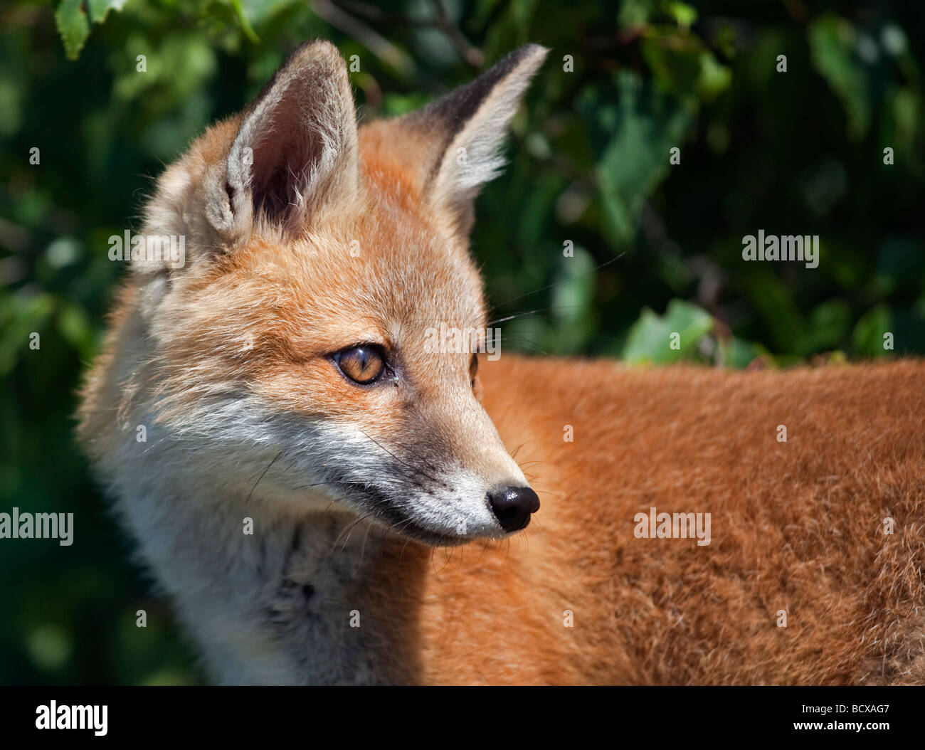 La Red Fox (Vulpes vulpes) Banque D'Images