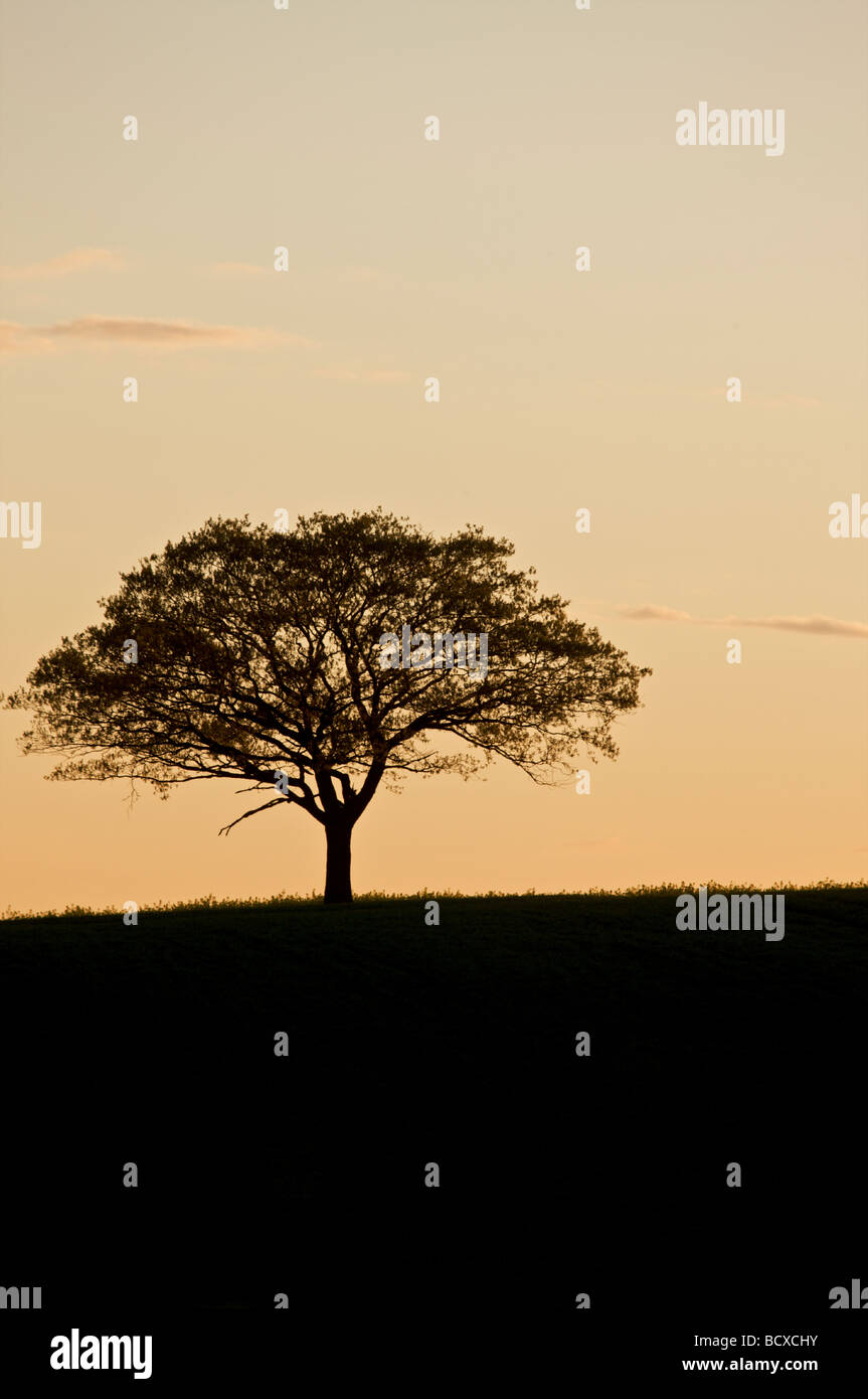 Un seul arbre au coucher du soleil dans la campagne anglaise Banque D'Images