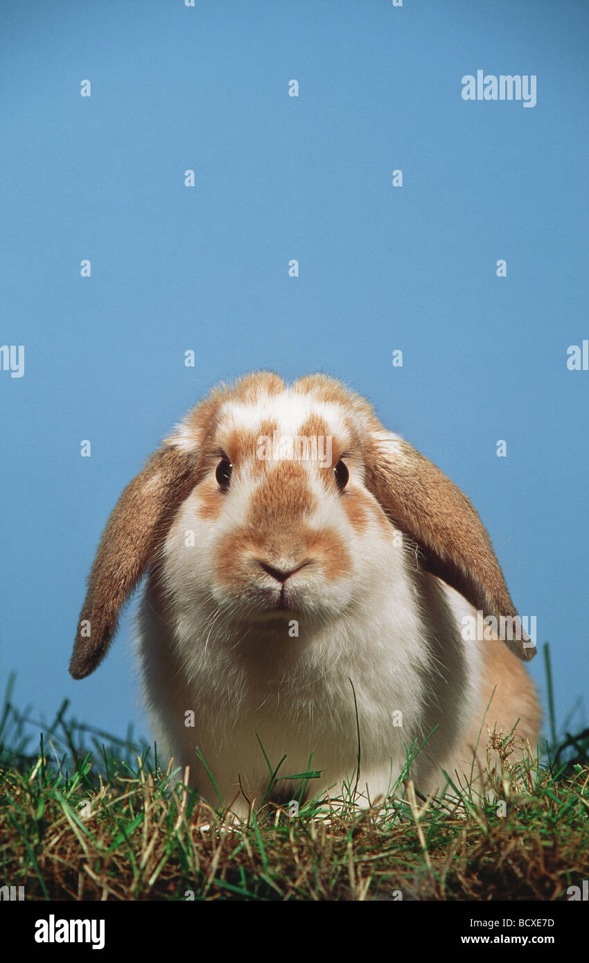 Lapin nain à oreilles lop sur la prairie Banque D'Images