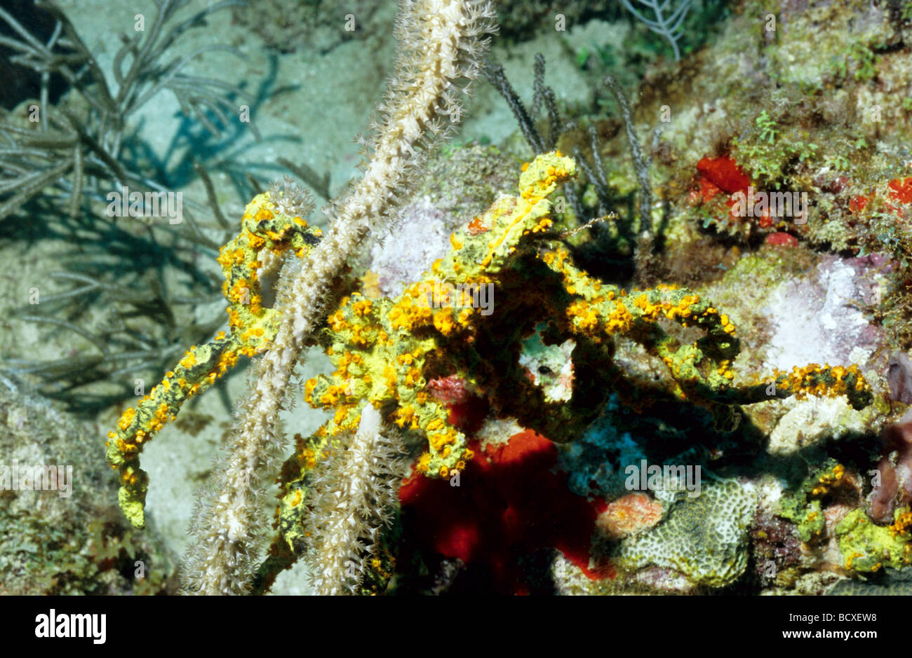 Monde sous-marin de la vie marine de la Grenade, dans les Antilles. Pore ligne éponge corde avec un géant des pores Split sea rod. Banque D'Images