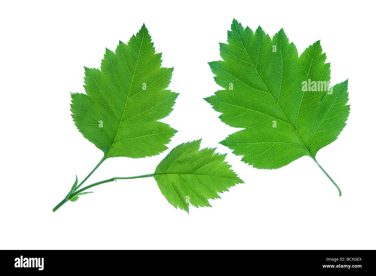 Feuilles vertes isolated on white Banque D'Images