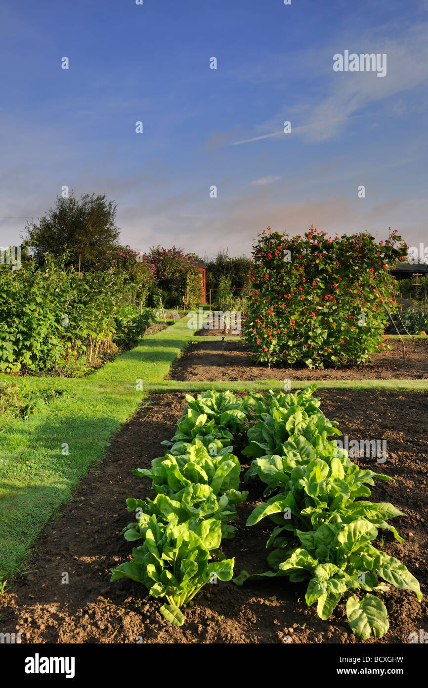 La parcelle de terrain végétale Banque D'Images