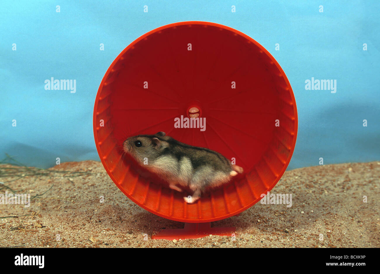 Bar d'hairy - pieds / hamster Phodopus sungorus Banque D'Images